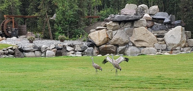 Sandhill cranes on the lawn in front of the waterfall
